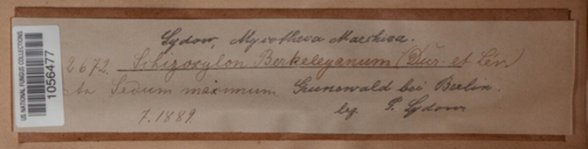 Schizoxylon image